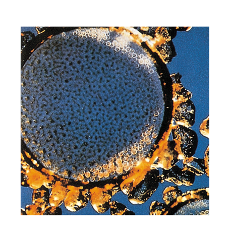 Microflotation